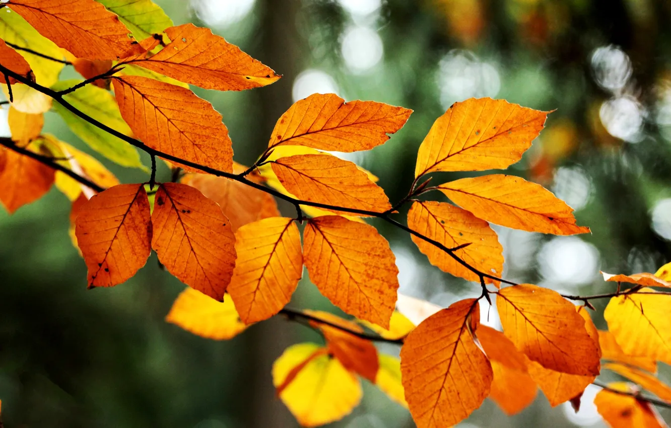 Photo wallpaper autumn, leaves, nature, tree, branch, yellow, orange, bokeh