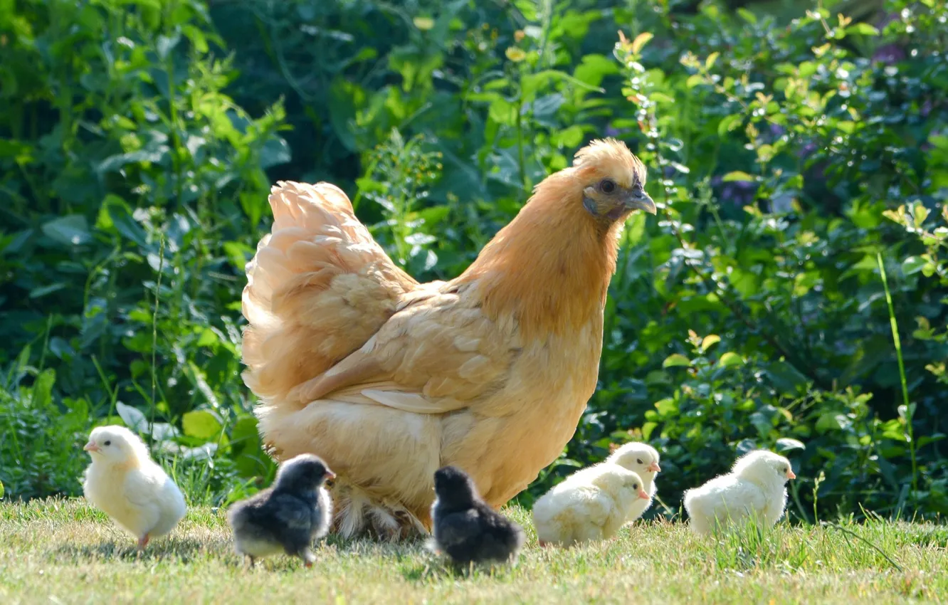 Photo wallpaper chickens, chicken, meadow