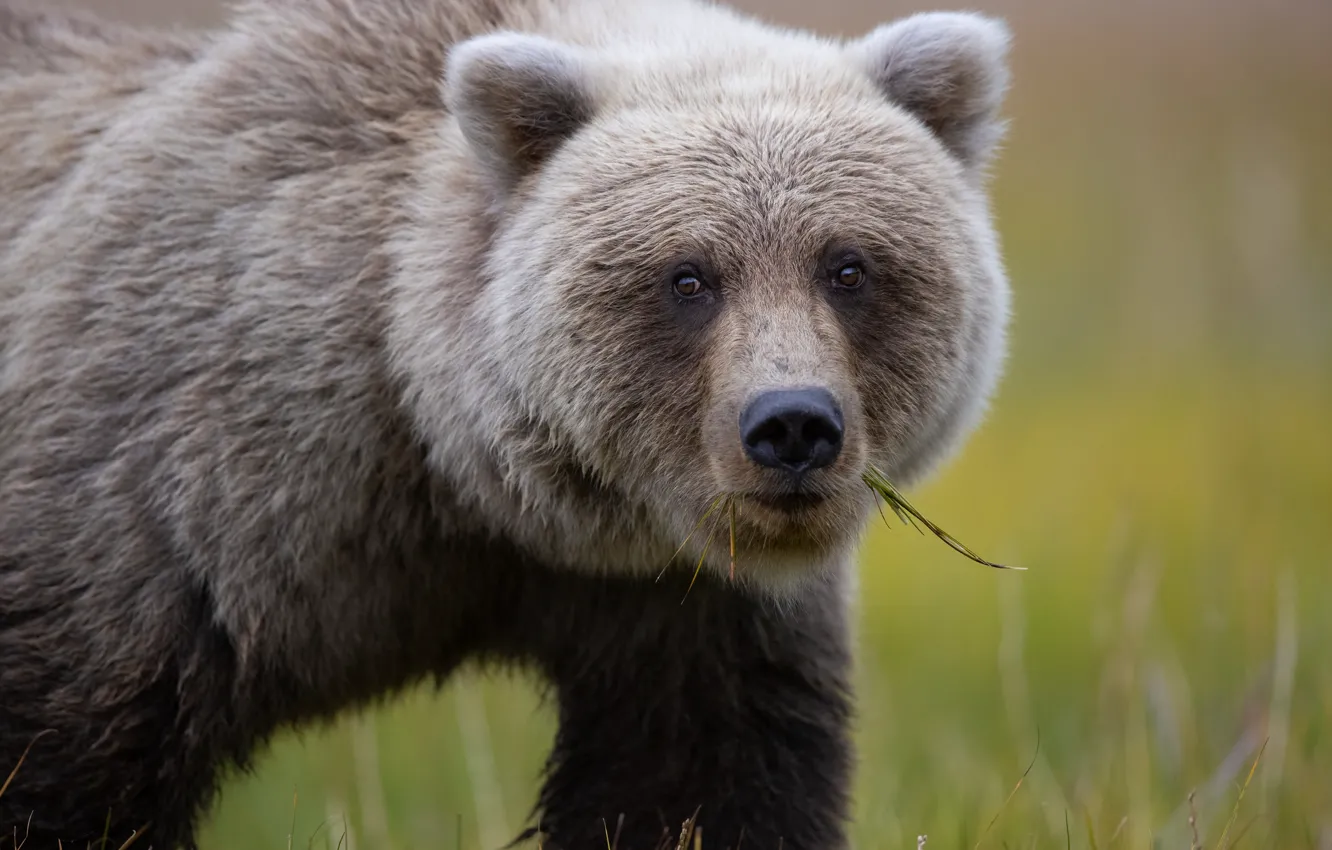 Photo wallpaper face, portrait, bear