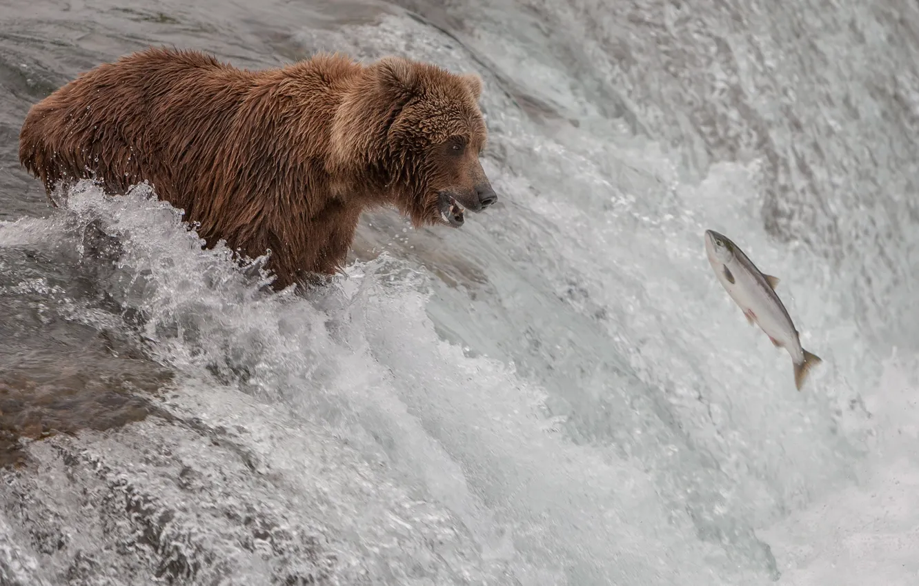 Photo wallpaper river, stream, fish, bear