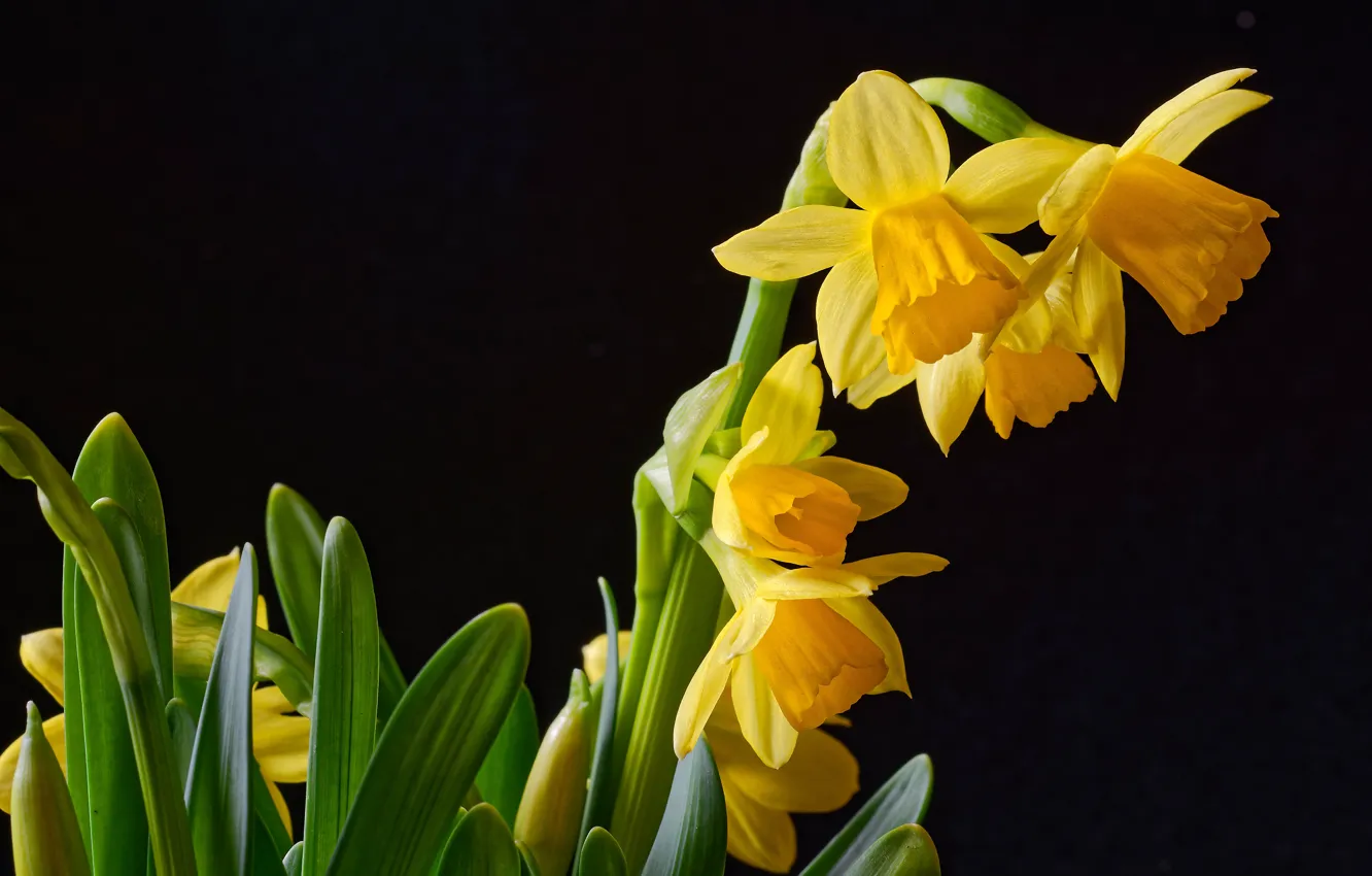Photo wallpaper yellow, black background, daffodils, closeup