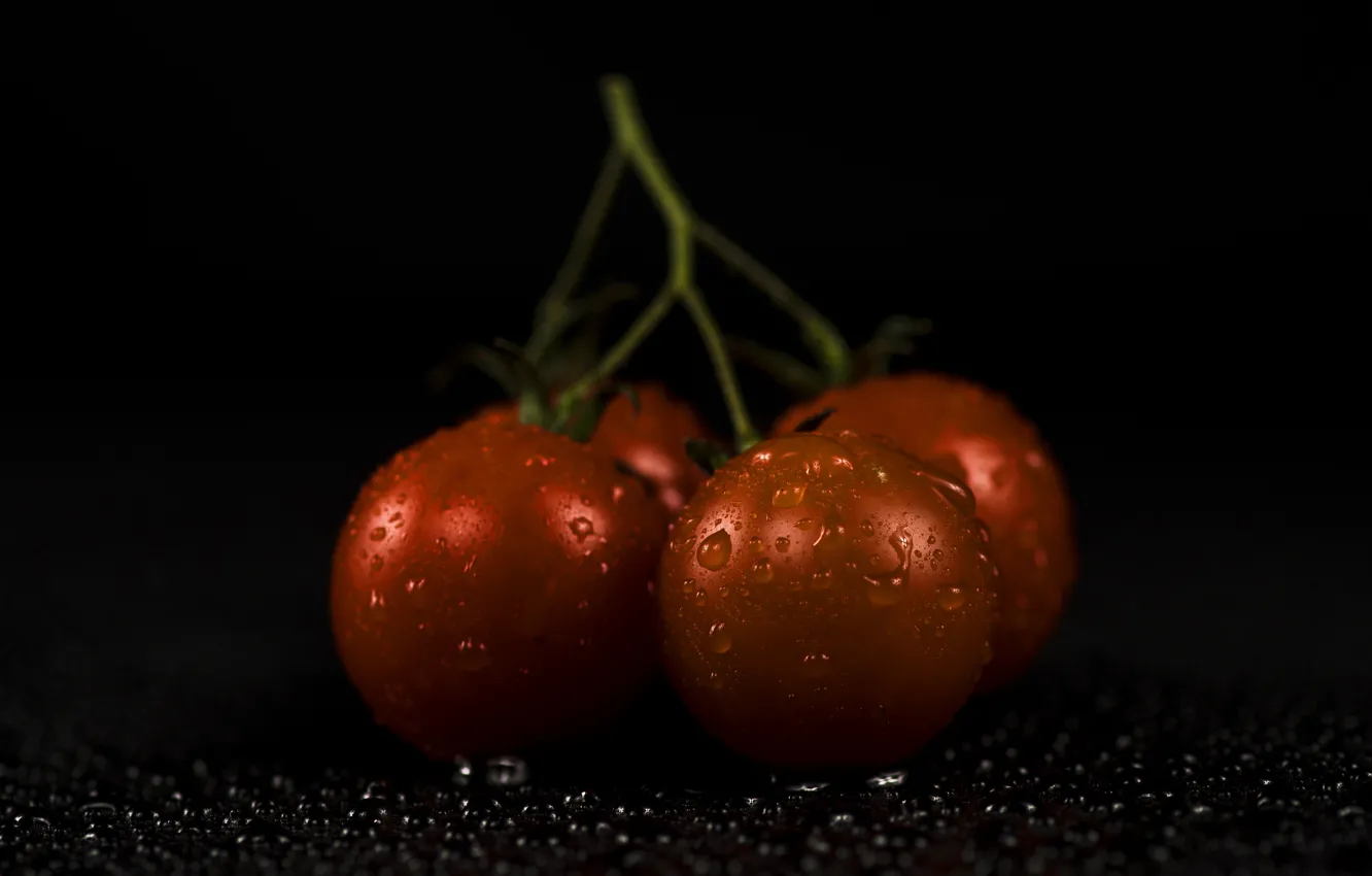 Photo wallpaper drops, red, black background, tomatoes, on the branch, tomatoes
