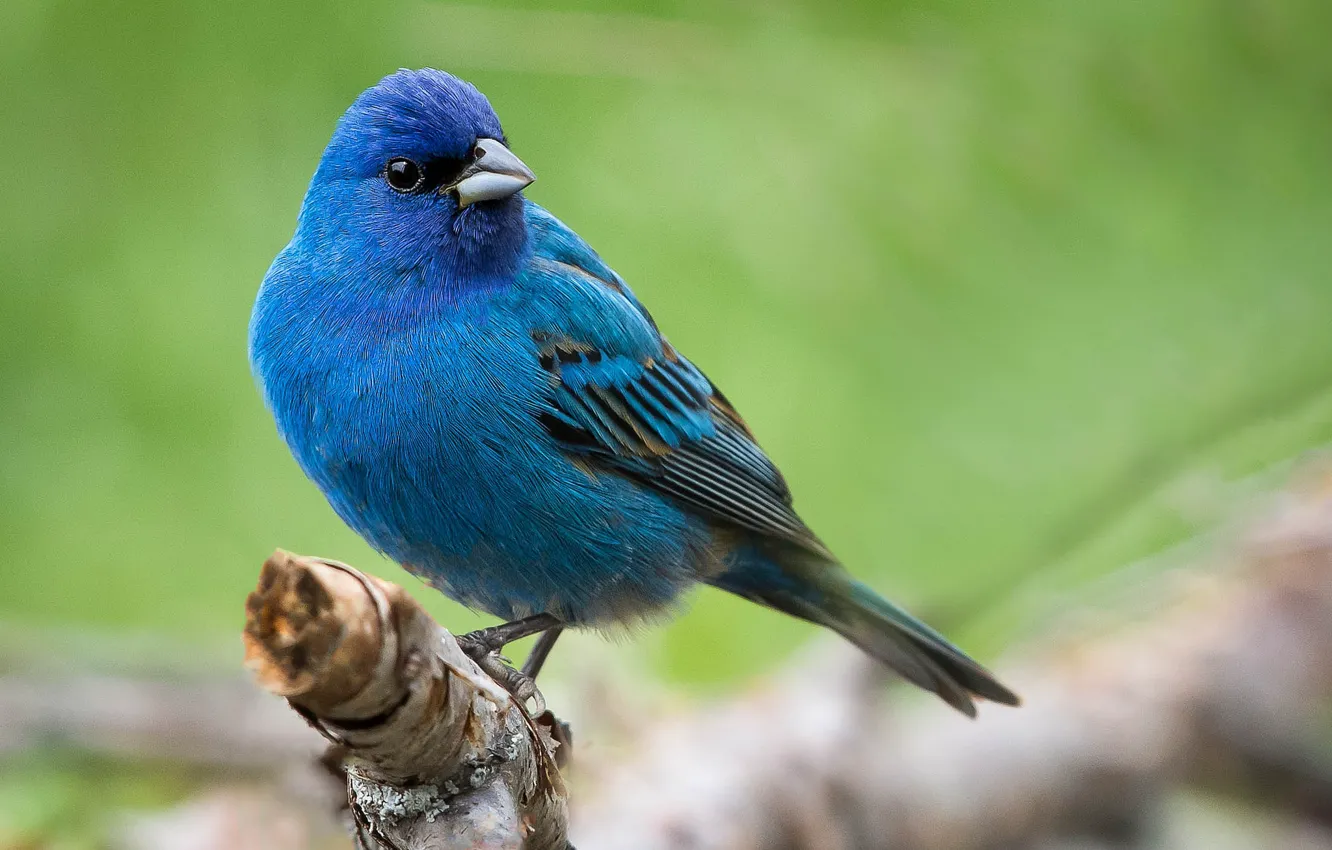Photo wallpaper blue, bird, feathers, Indigo sancopy cardinal