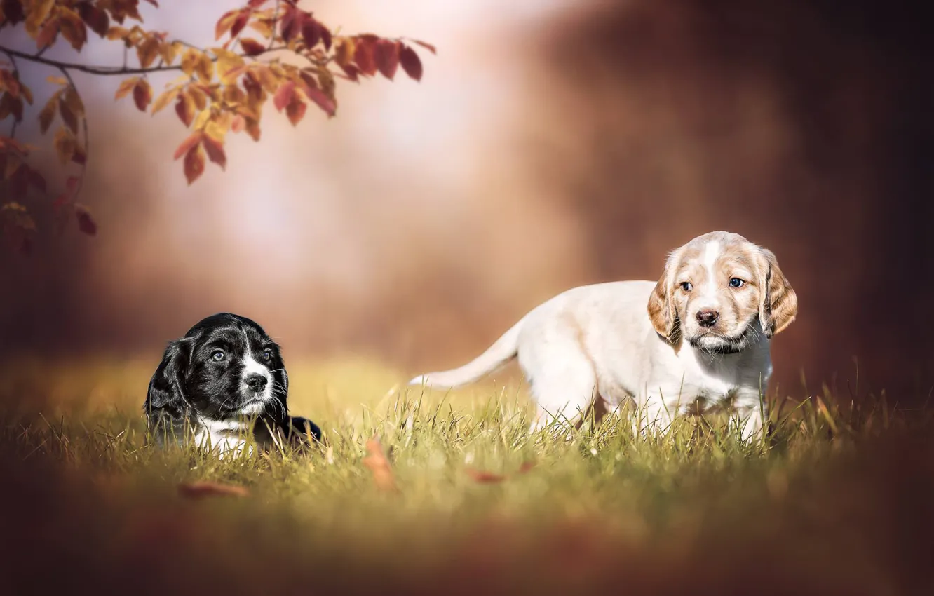 Photo wallpaper dogs, puppies, a couple, bokeh, doggie