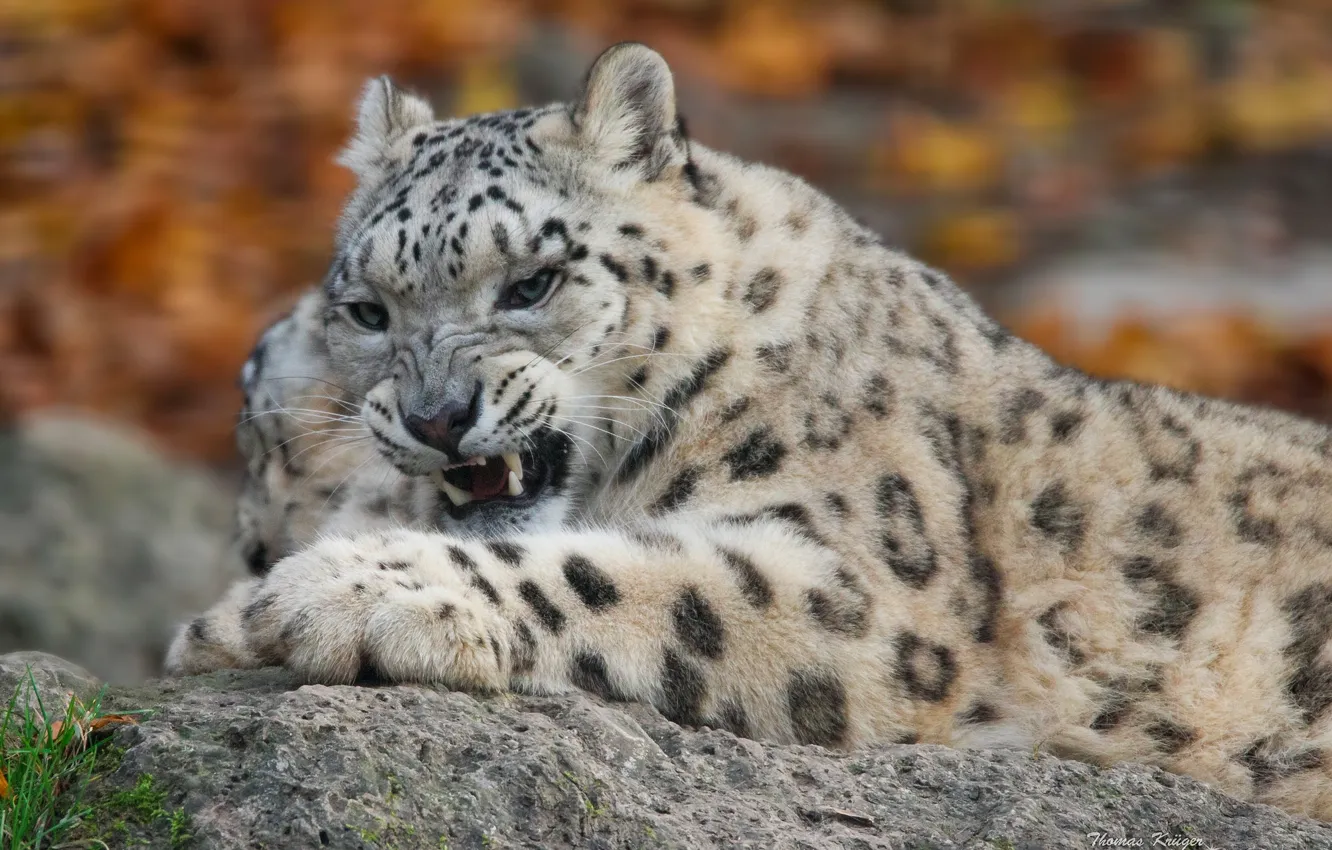 Photo wallpaper predator, grin, IRBIS, snow leopard, wild cat, snow leopard