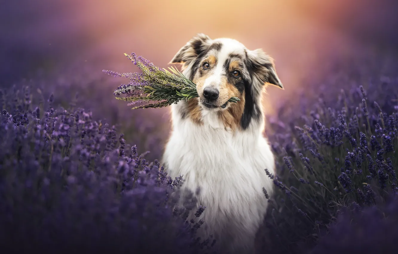 Photo wallpaper each, dog, lavender