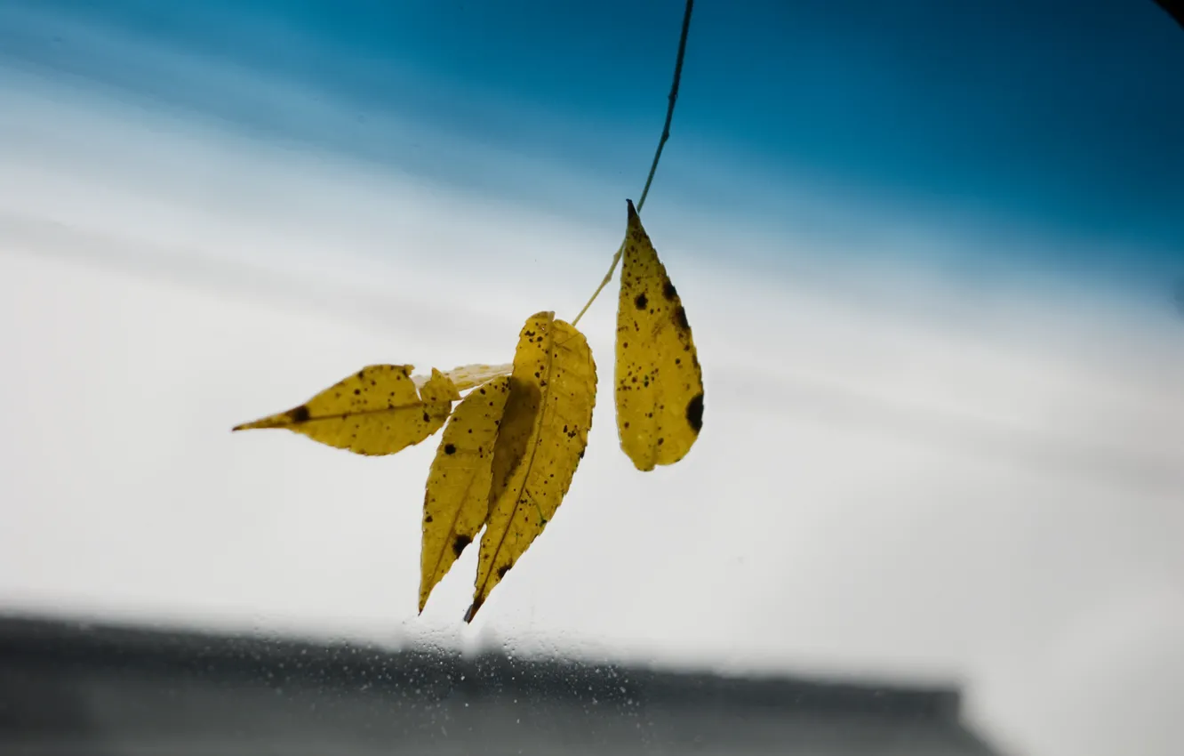 Photo wallpaper autumn, glass, leaves