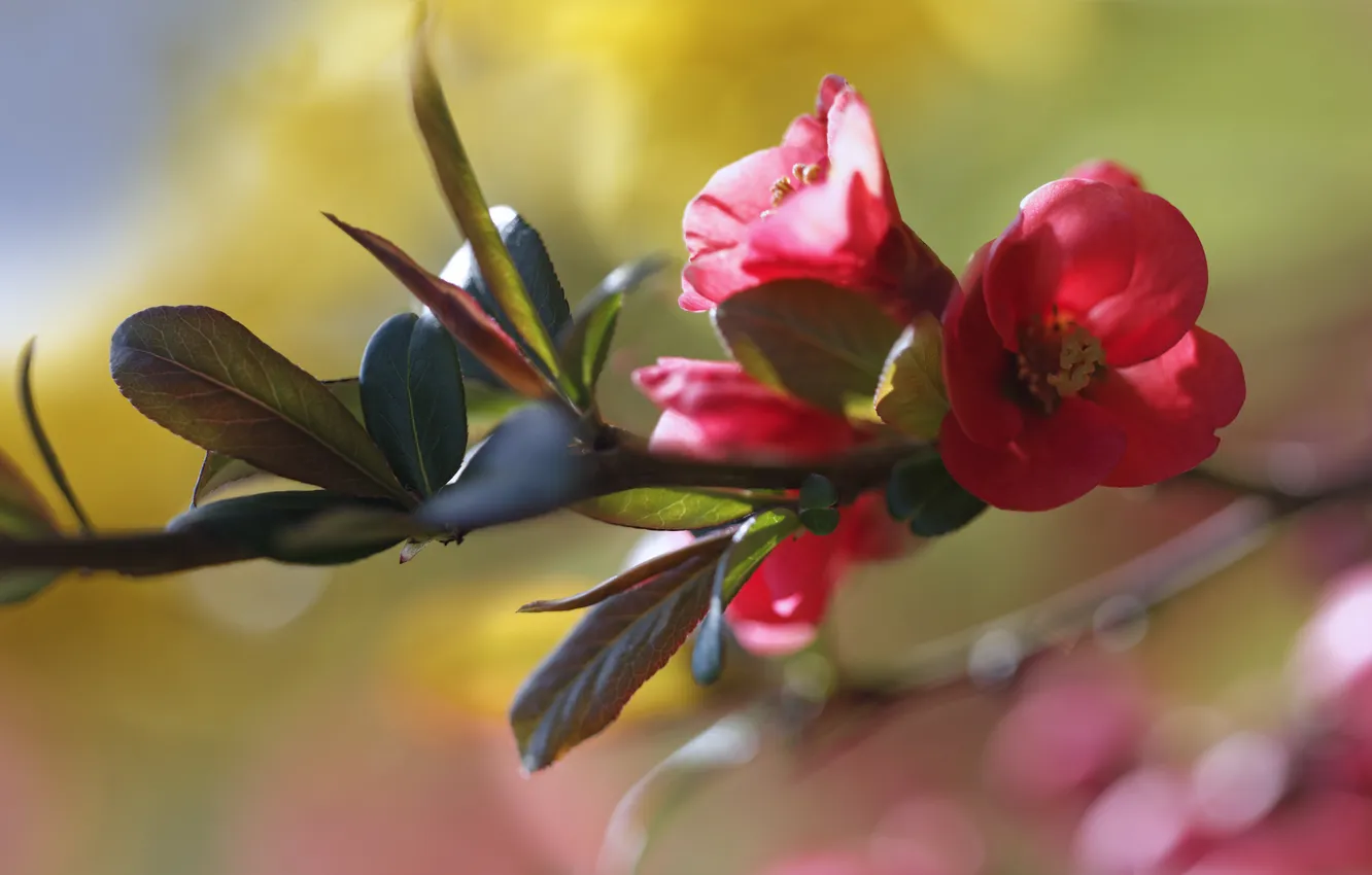 Photo wallpaper leaves, light, flowers, branches, red, blur, spring, flowering