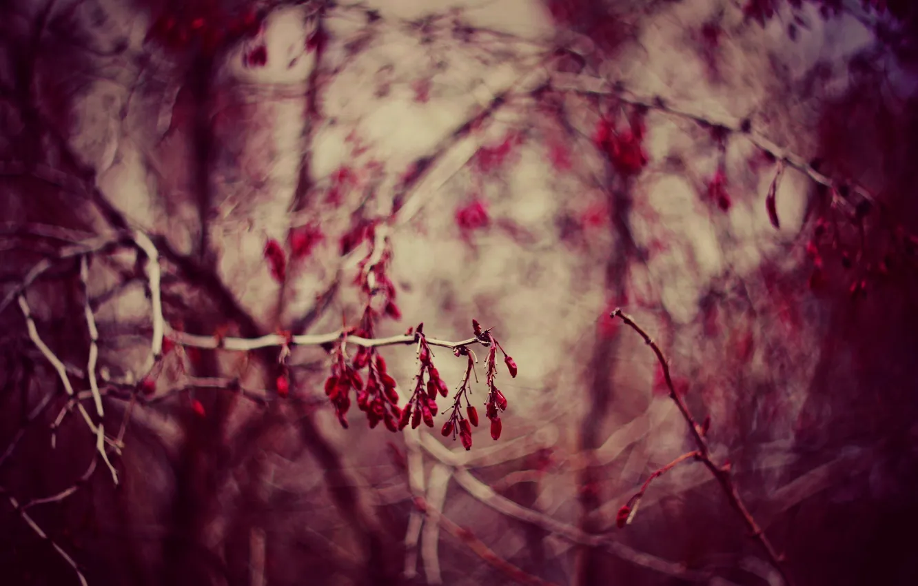 Photo wallpaper macro, branches, sprig, barberry