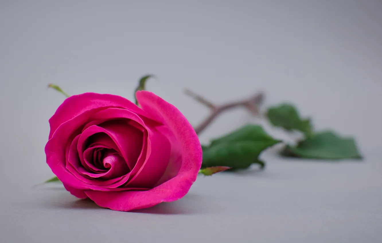 Photo wallpaper flowers, background, widescreen, Wallpaper, one, roses, petals, stem