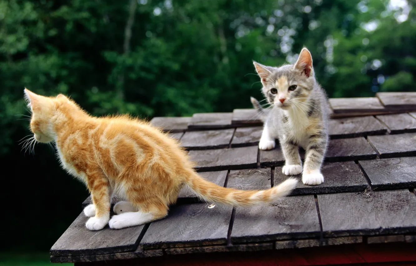Photo wallpaper roof, face, cats, red