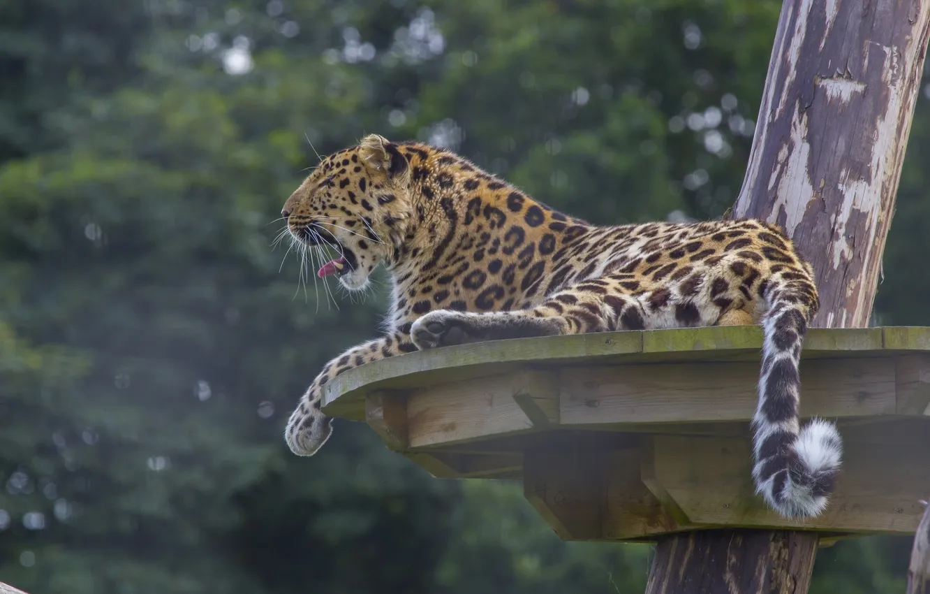 Photo wallpaper predator, leopard, tail, profile, wild cat, yawns, zoo