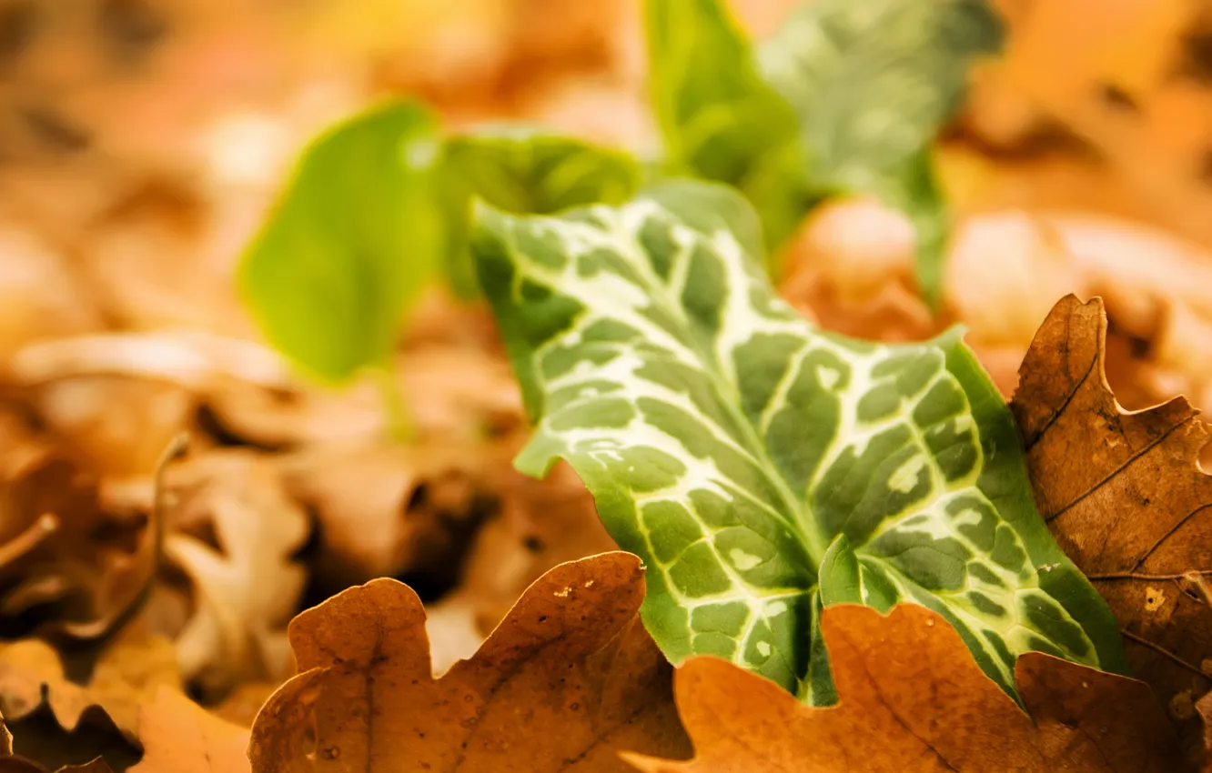 Photo wallpaper autumn, leaves, macro, nature, foliage, nature, macro