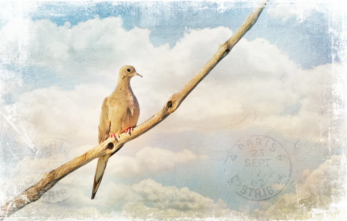 Photo wallpaper nature, background, bird