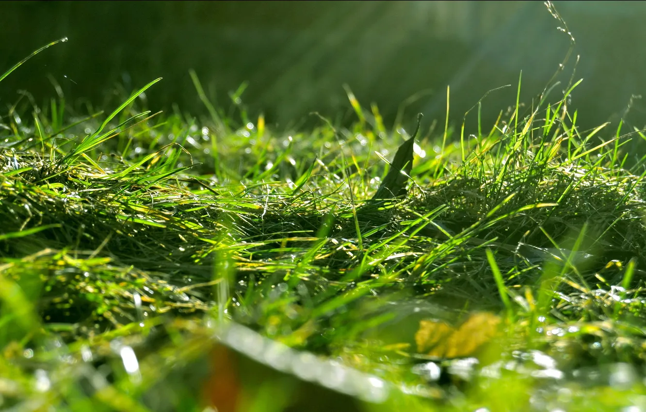 Photo wallpaper grass, macro, nature