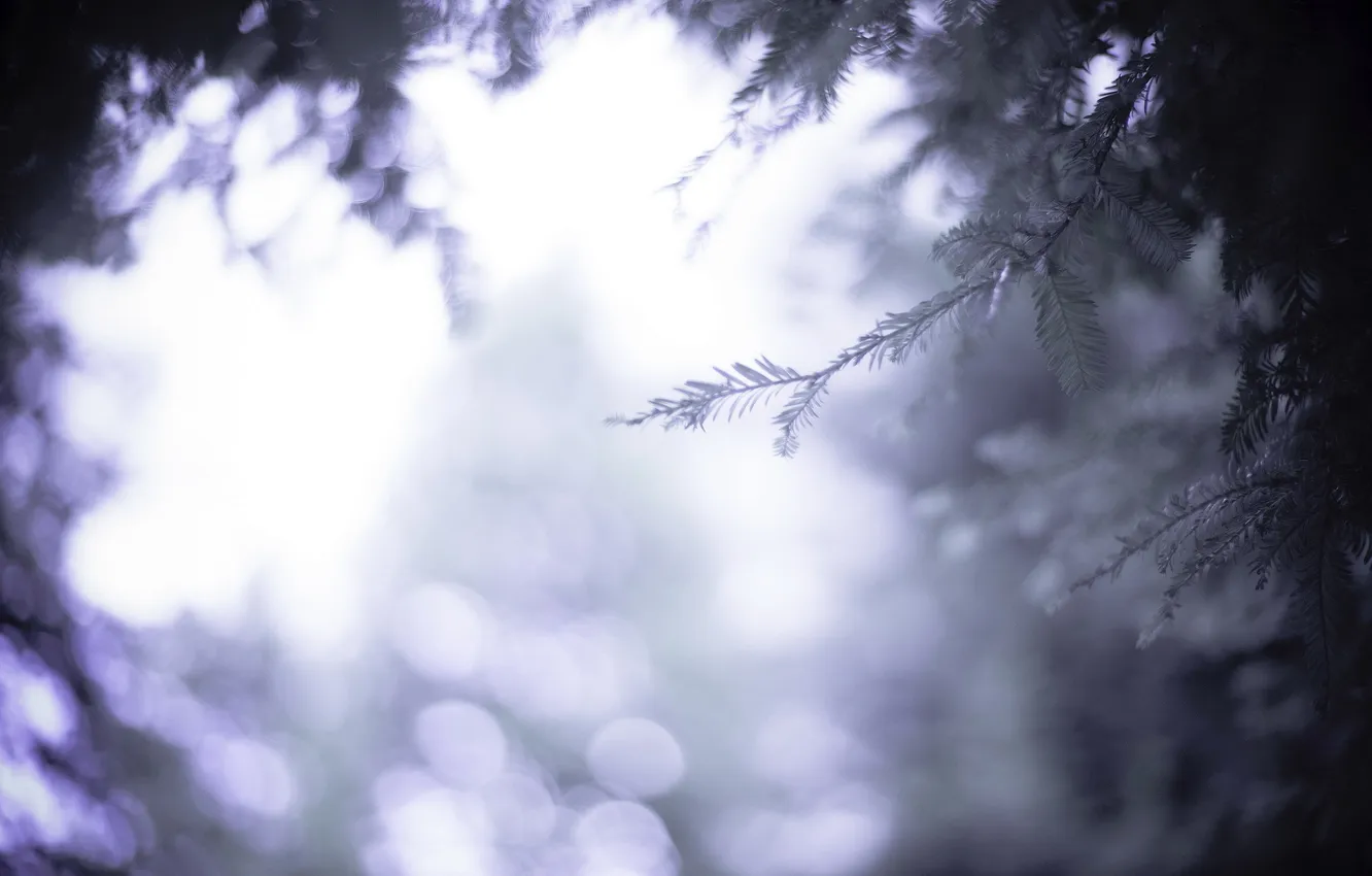 Photo wallpaper macro, branches, nature