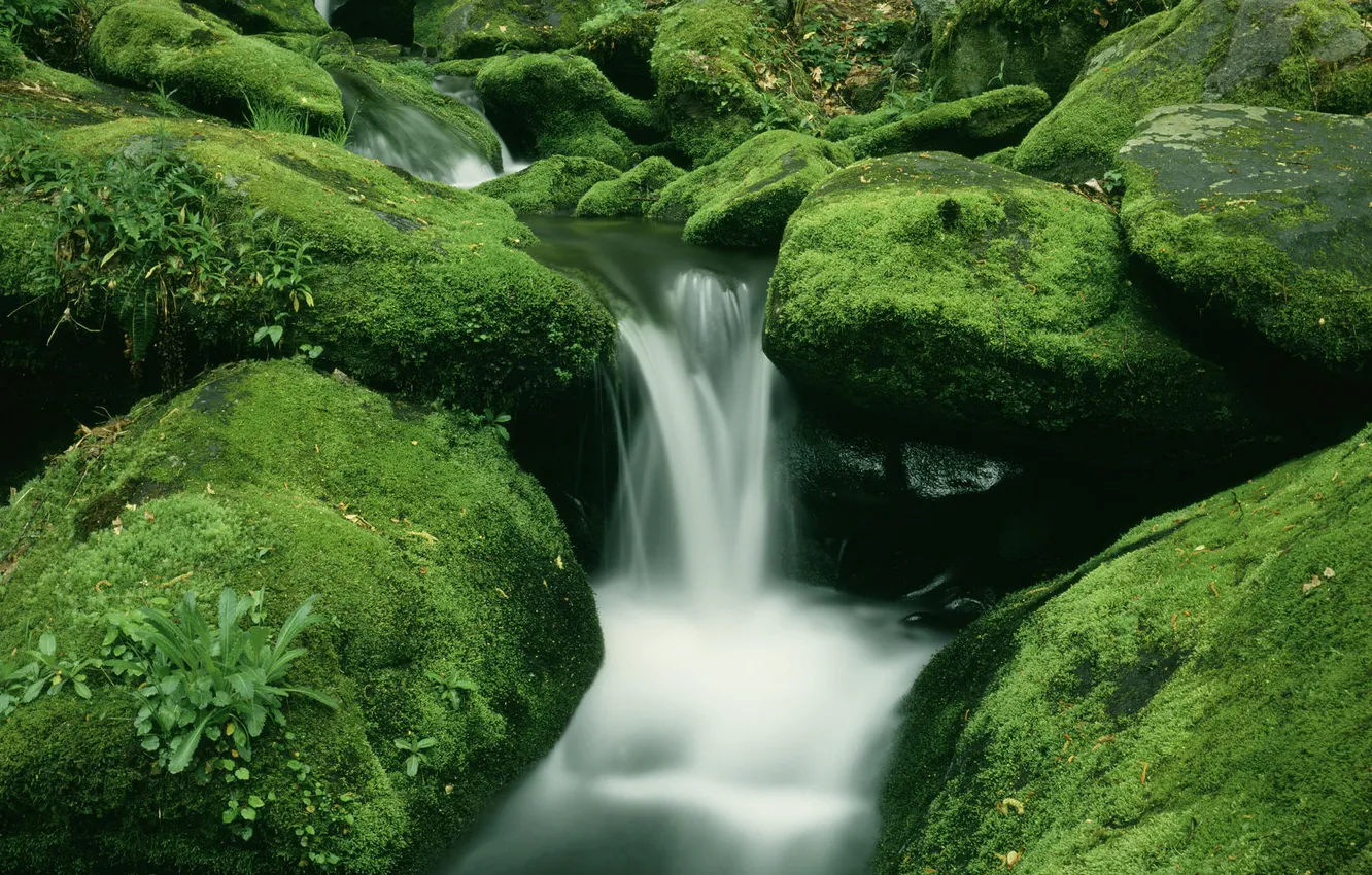 Photo wallpaper forest, water, stream, stones, waterfall, moss, stream, green