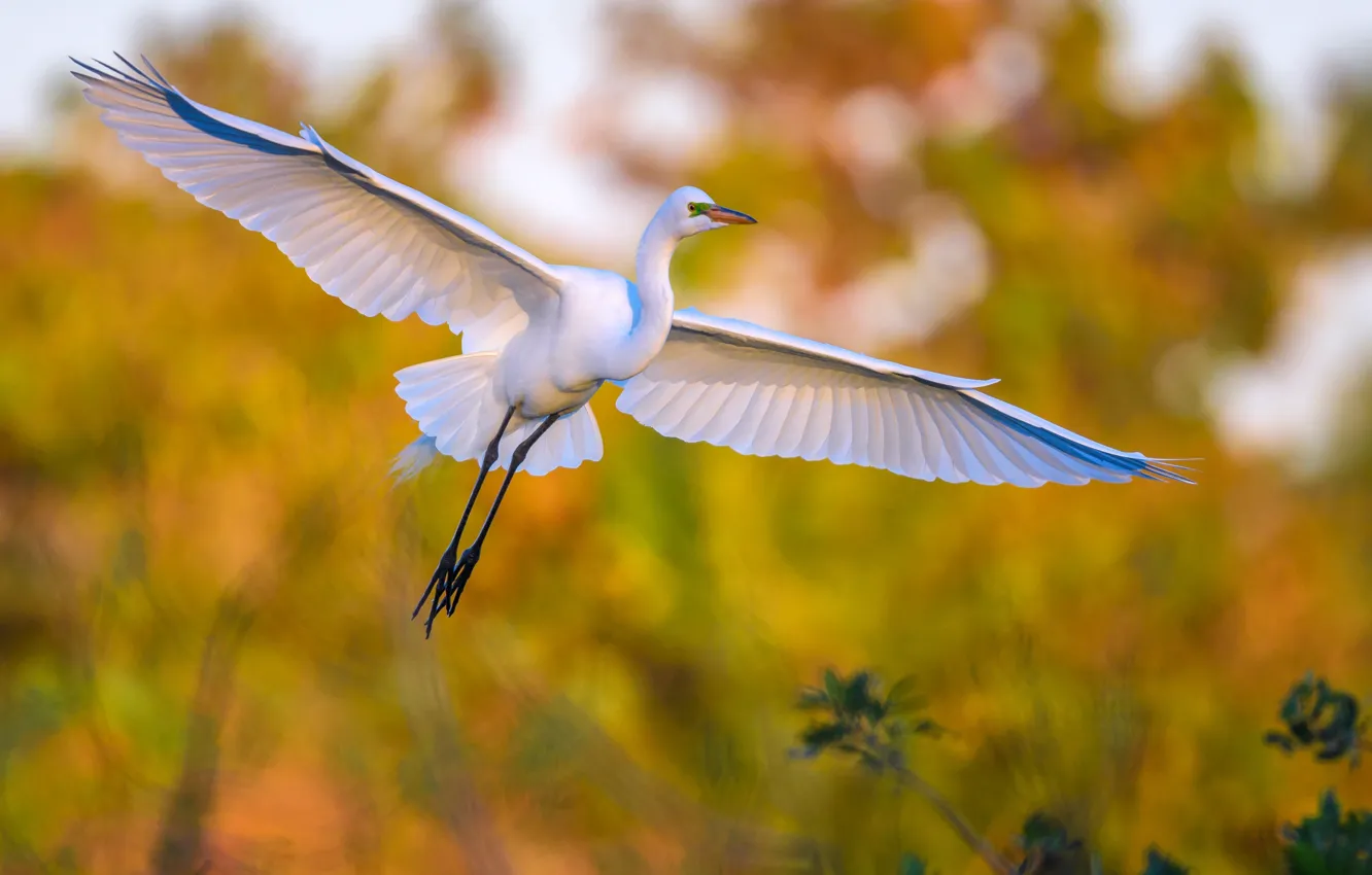Photo wallpaper bird, wings, beak, great white egret
