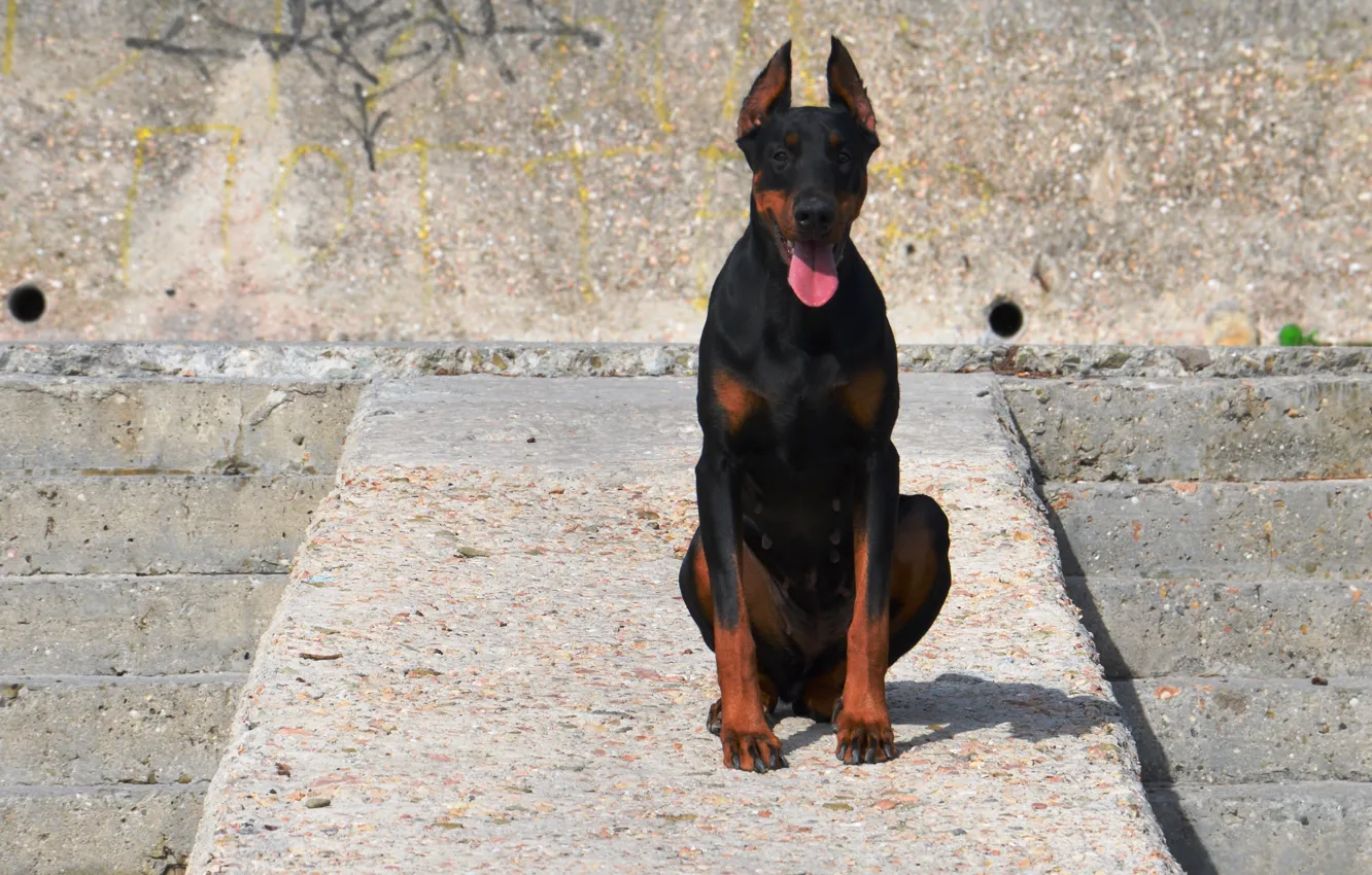 Photo wallpaper language, girl, concrete, Doberman