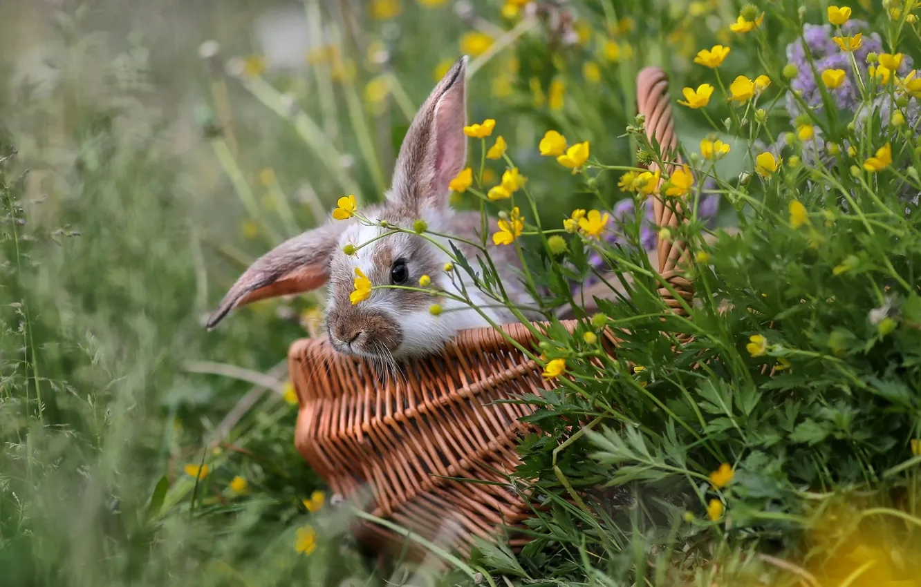 Photo wallpaper grass, flowers, basket, rabbit, Irina Goryukina