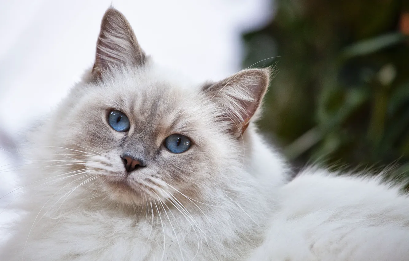 Photo wallpaper cat, fluffy, blue eyes