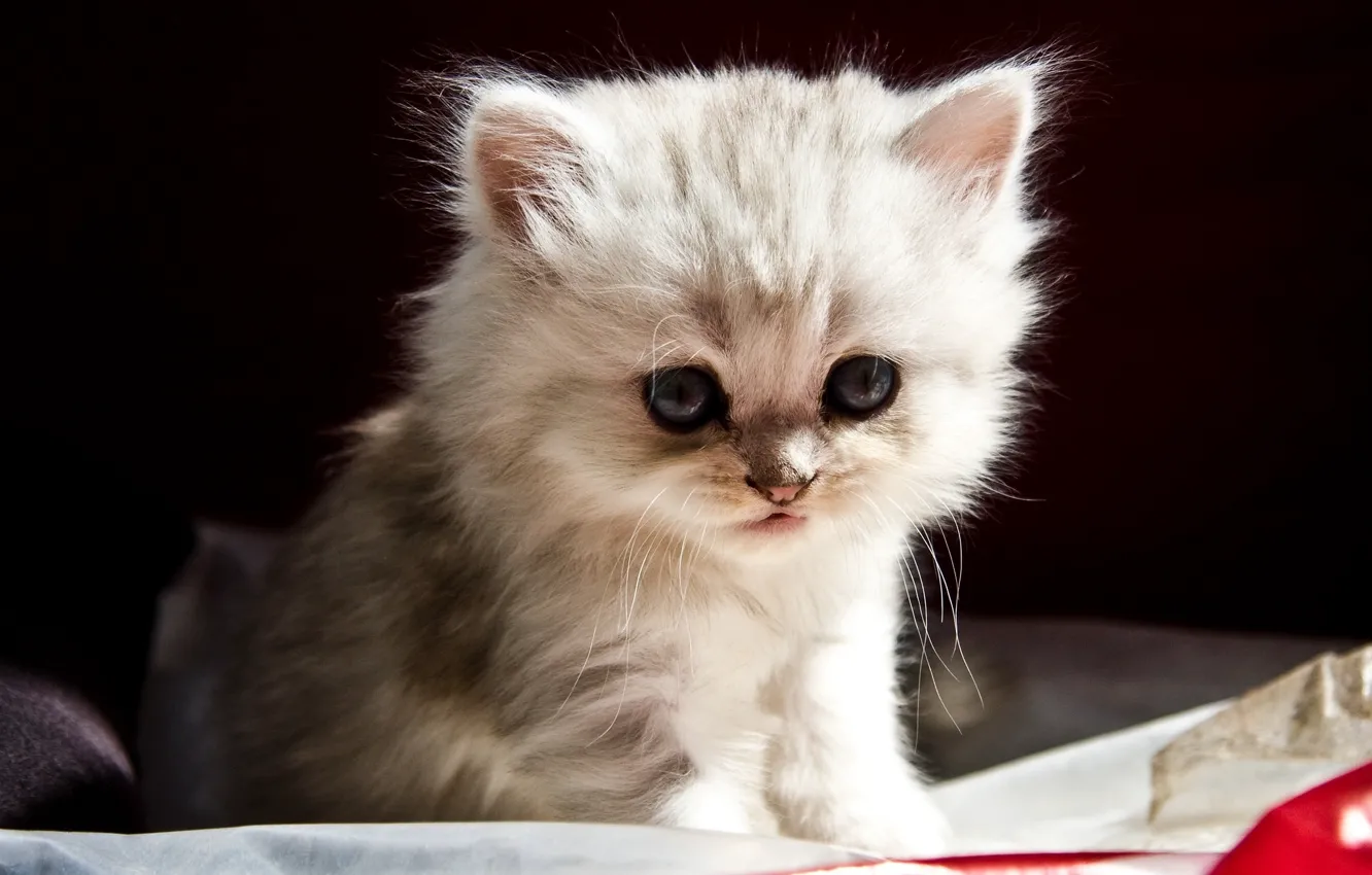 Photo wallpaper kitty, baby, muzzle, baby