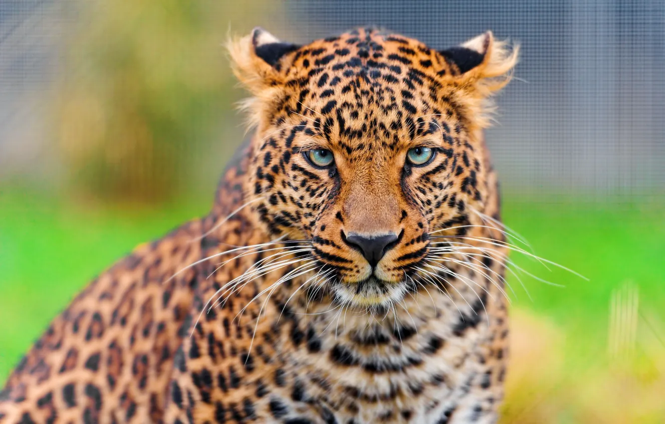 Photo wallpaper mustache, look, face, leopard, beautiful, leopard, panthera pardus
