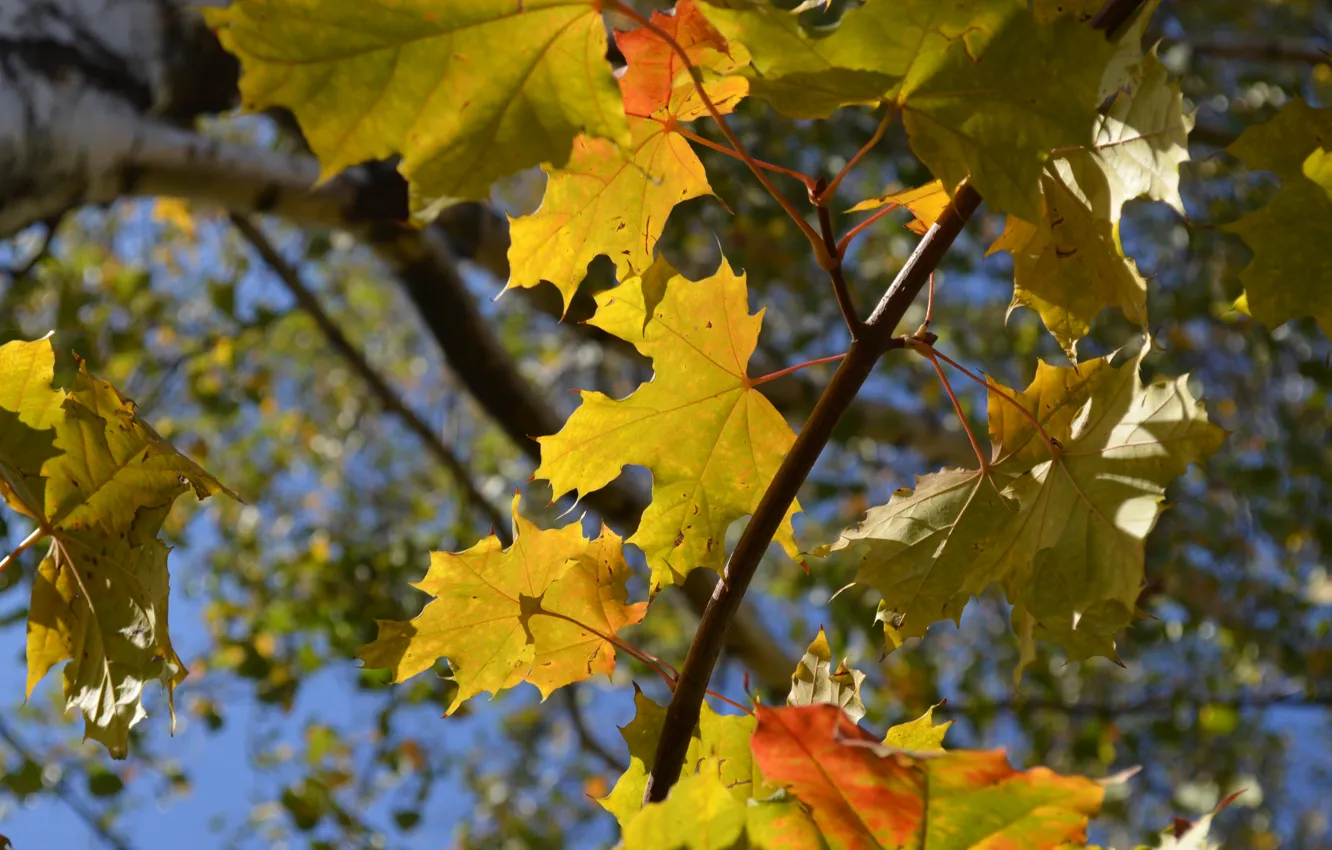 Photo wallpaper autumn, leaves, blue background