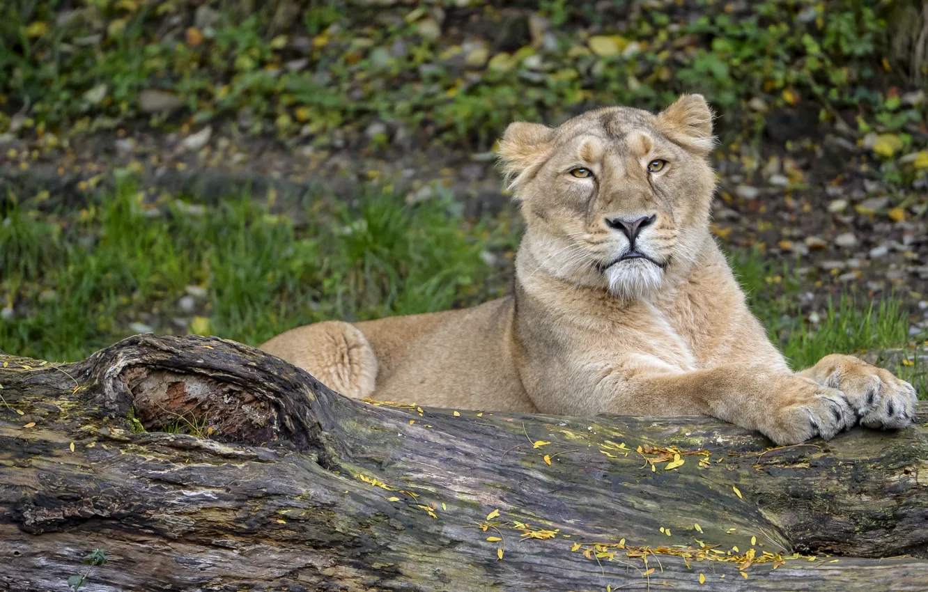 Photo wallpaper cat, log, lioness, ©Tambako The Jaguar