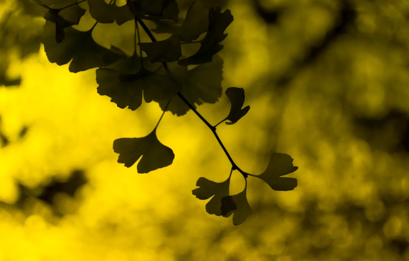 Photo wallpaper leaves, macro, yellow, green, background, widescreen, Wallpaper, blur