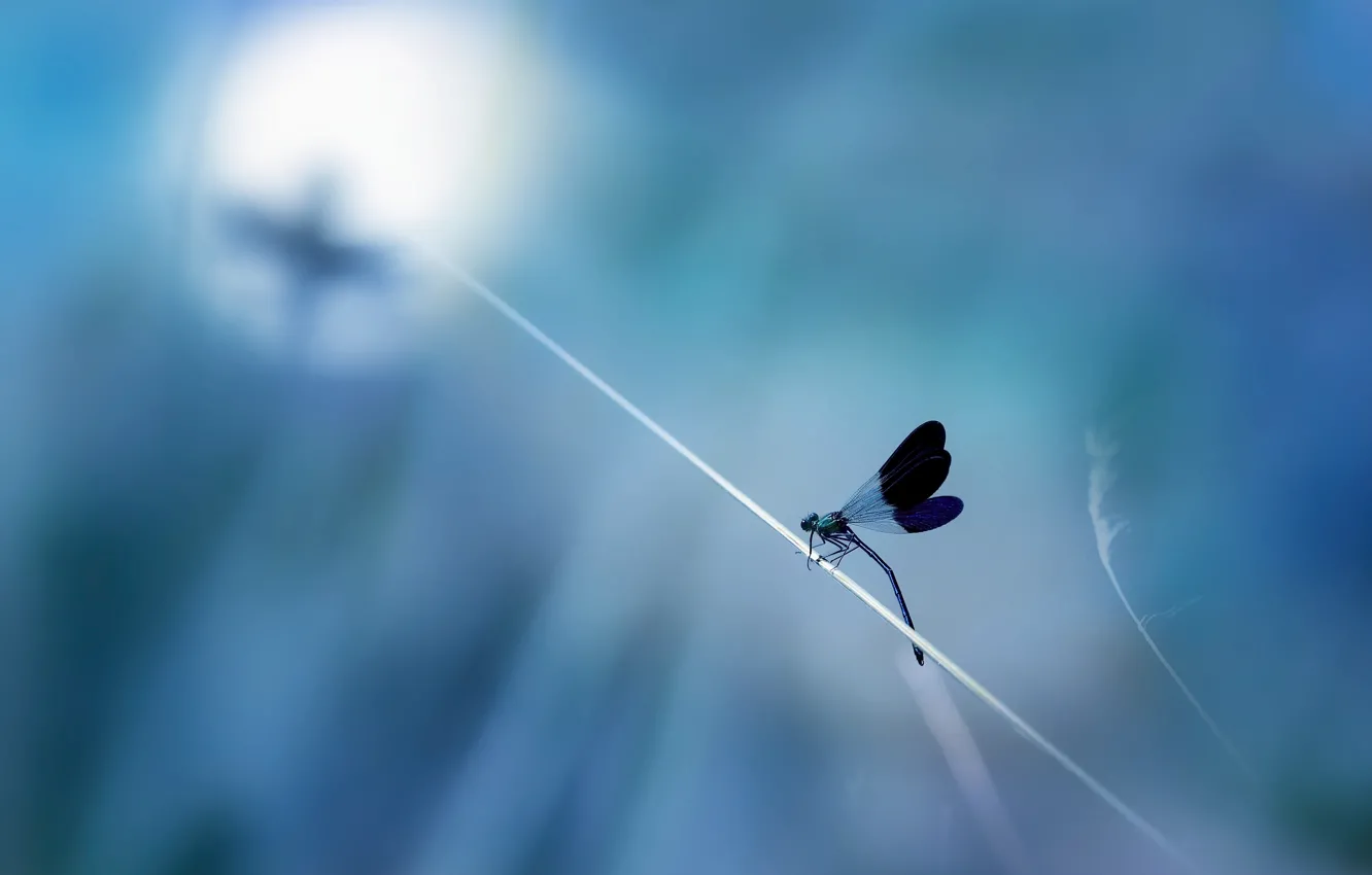 Photo wallpaper macro, dragonfly, insect