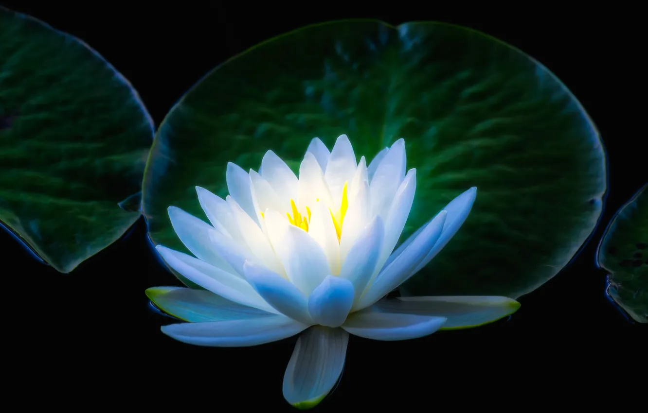 Photo wallpaper flowers, White water Lily, Nymphaeum, water Lily