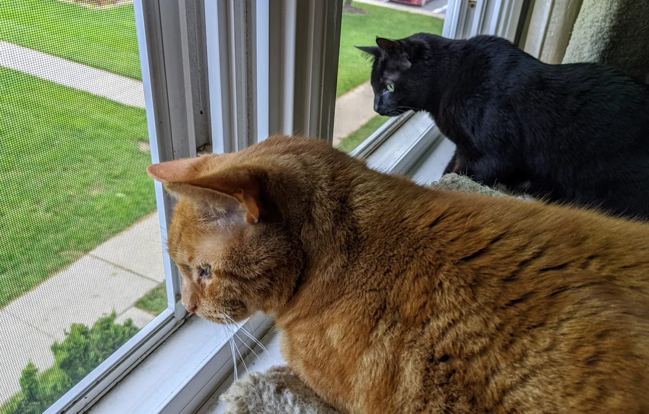 Photo wallpaper cat, window, surveillance