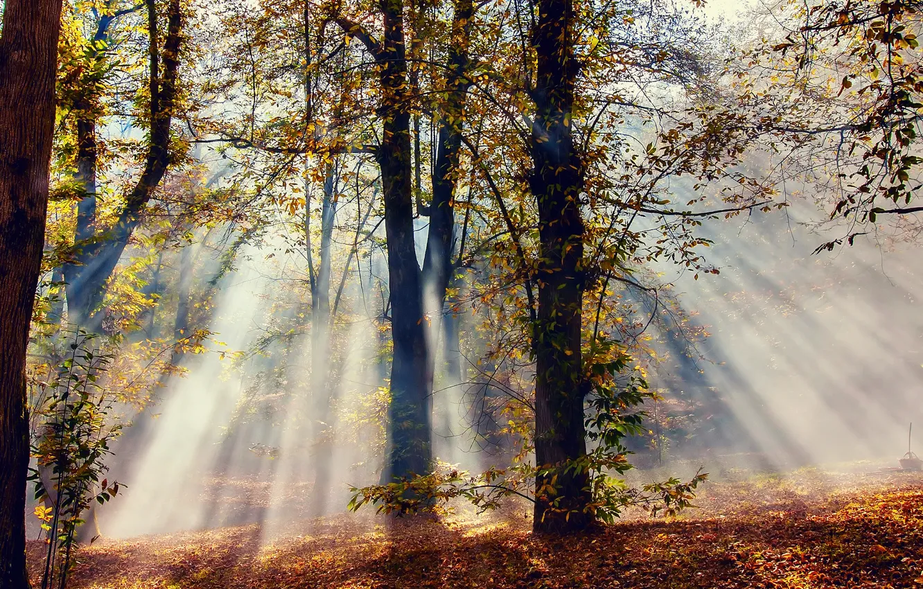 Photo wallpaper autumn, forest, rays, light, trees, nature, foliage