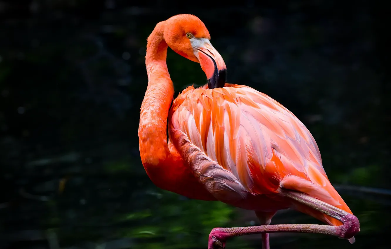 Photo wallpaper pose, the dark background, bird, Flamingo, pond, pink flamingos