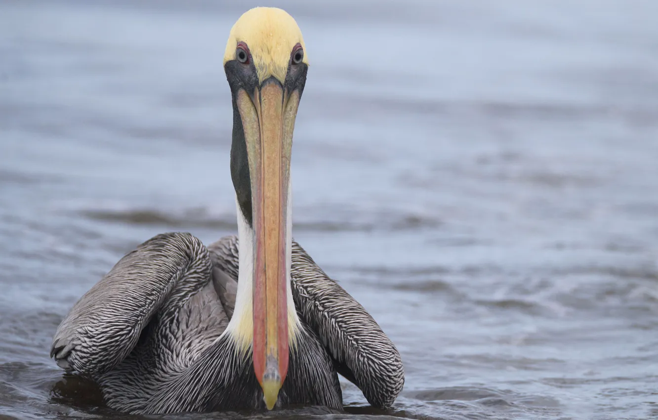 Photo wallpaper water, bird, beak, Pelican