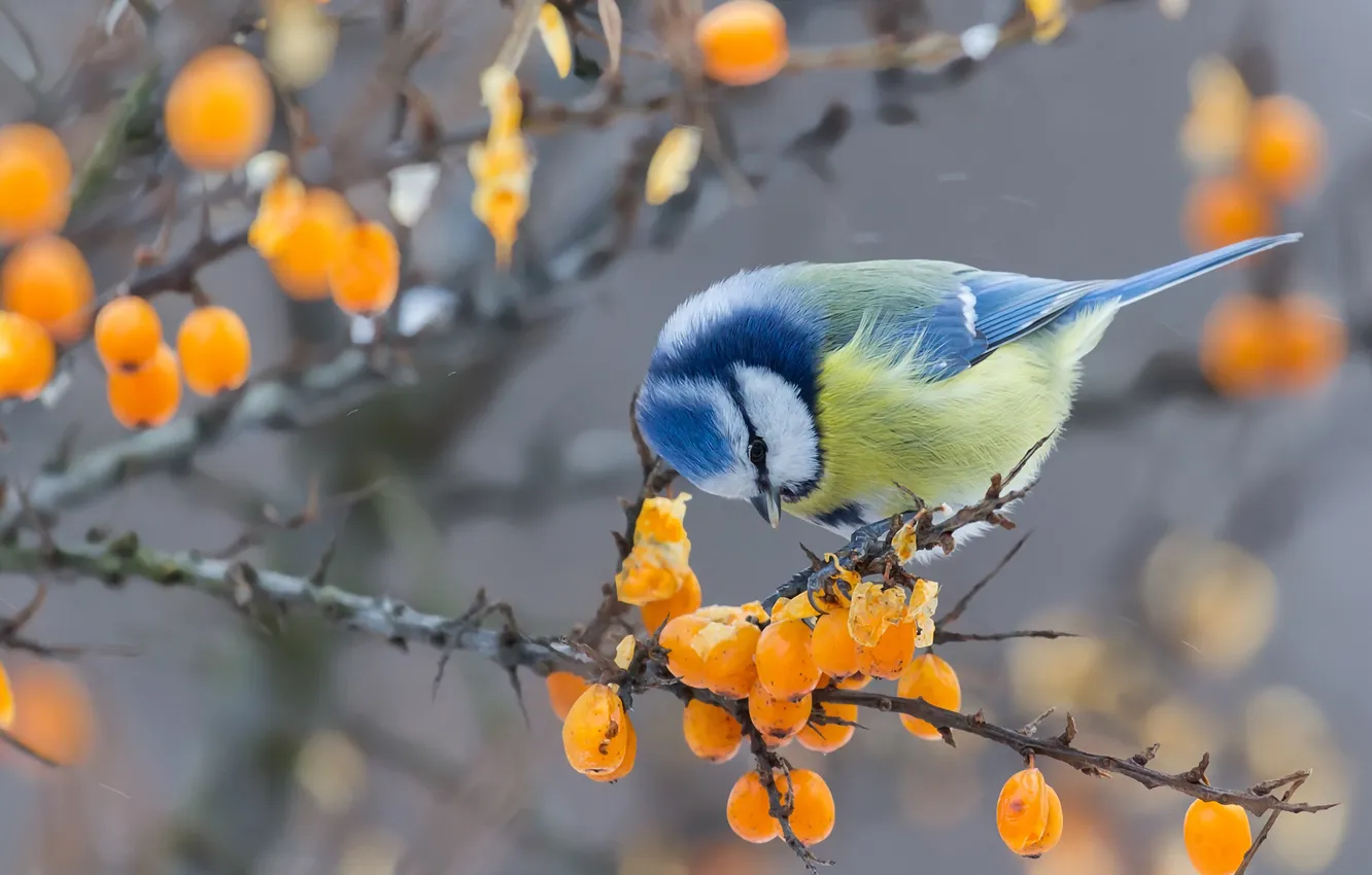 Photo wallpaper bird, fruit, tit