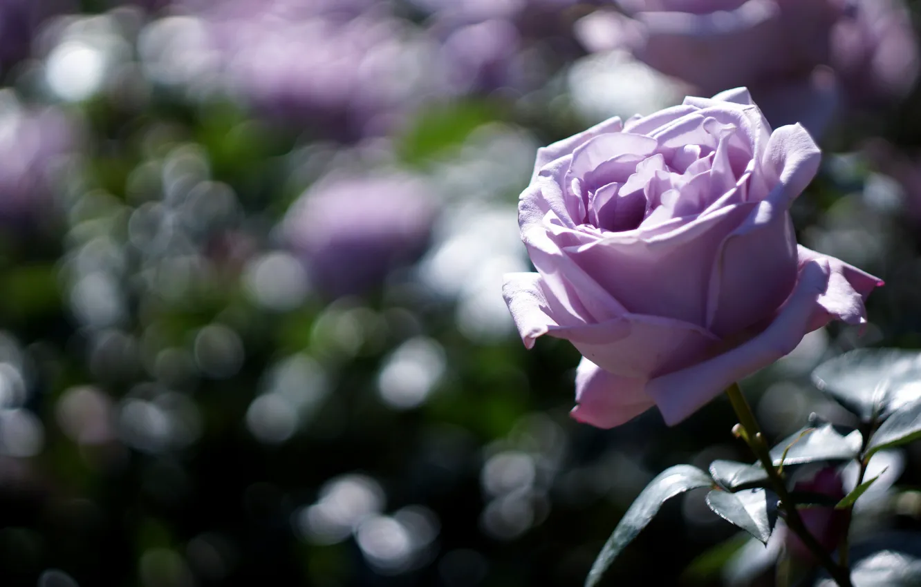 Photo wallpaper light, flowers, roses, garden, buds, lilac, bokeh