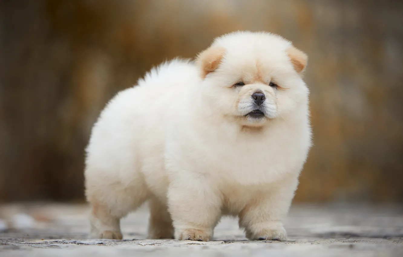Photo wallpaper white, background, dog, light, fluffy, baby, muzzle, puppy