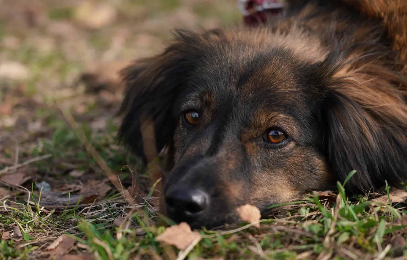 Photo wallpaper grass, look, face, nature, pose, glade, portrait, dog