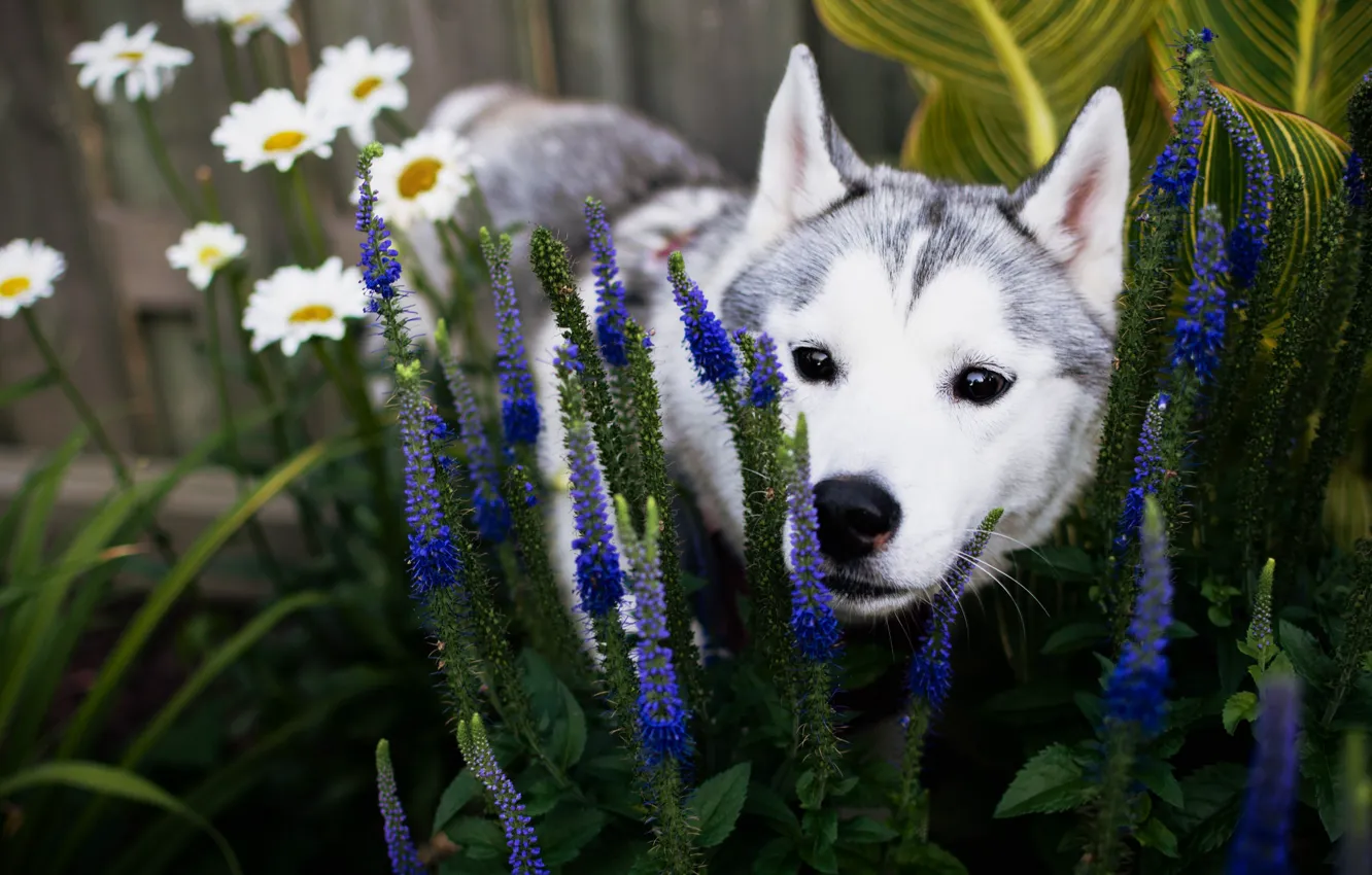 Photo wallpaper summer, face, flowers, dog, garden, puppy, flowerbed, husky
