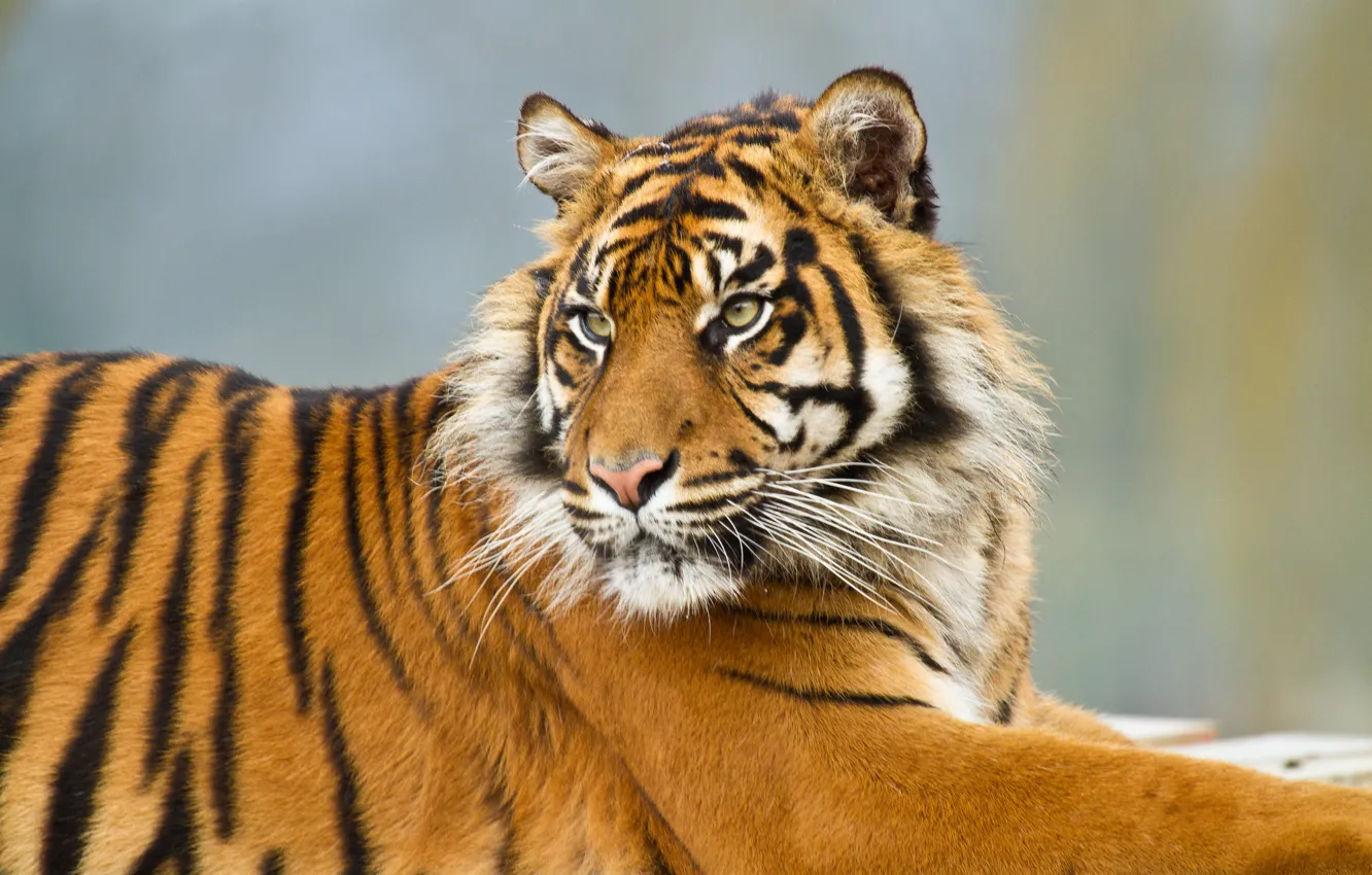 Photo wallpaper cat, tiger, Sumatran