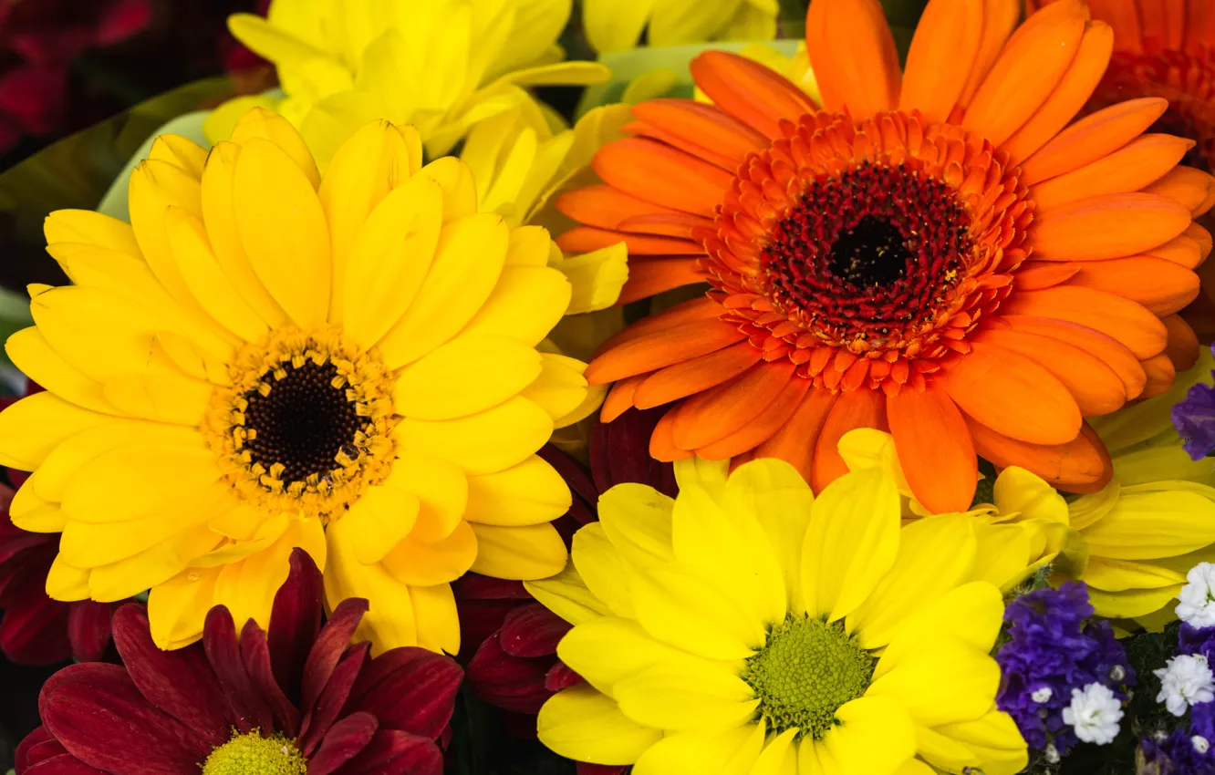 Photo wallpaper flowers, bright, bouquet, gerbera