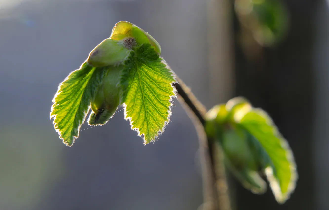 Photo wallpaper spring, leaf, twig