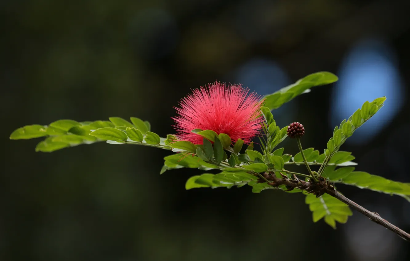 Photo wallpaper flower, leaves, tree, branch, acacia