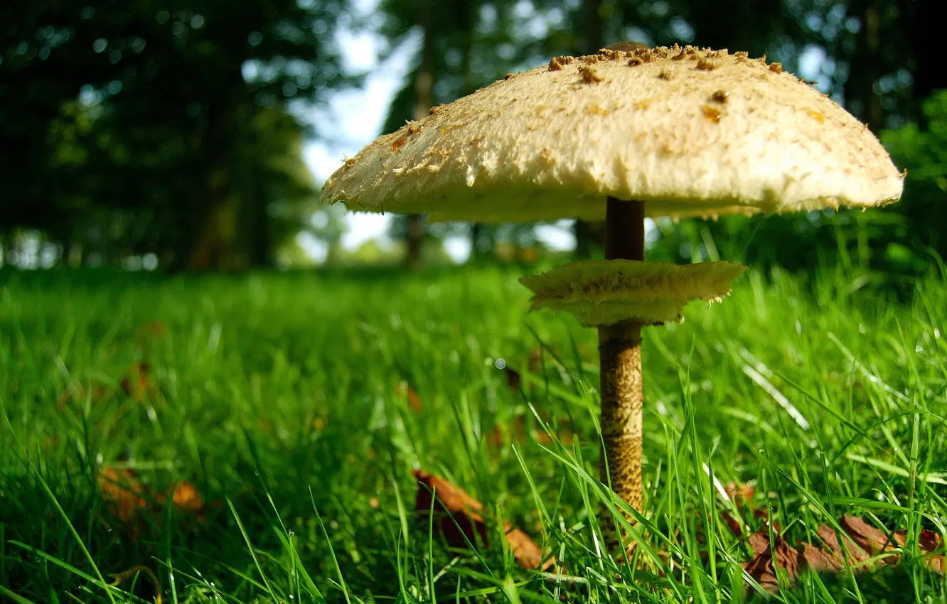 Photo wallpaper greens, forest, grass, green, background, mushrooms, hat, legs