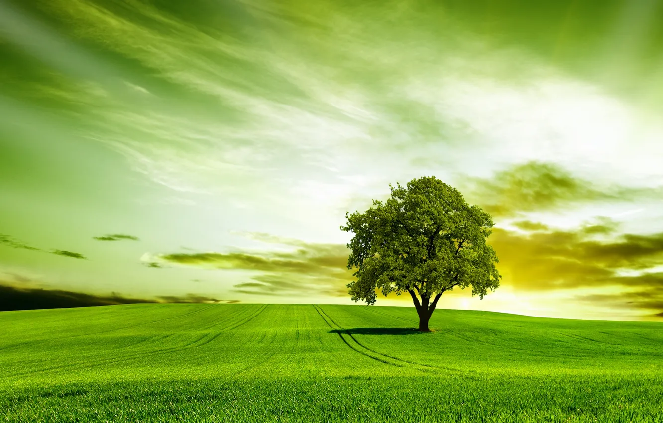 Photo wallpaper greens, field, trees, nature, grass, weed, field, nature
