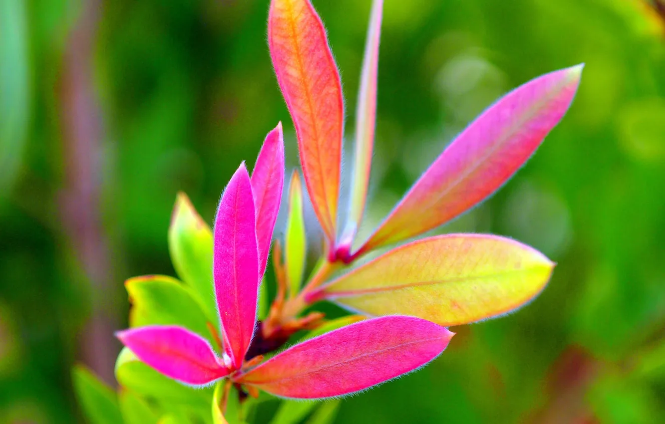 Photo wallpaper leaves, nature, plant, color