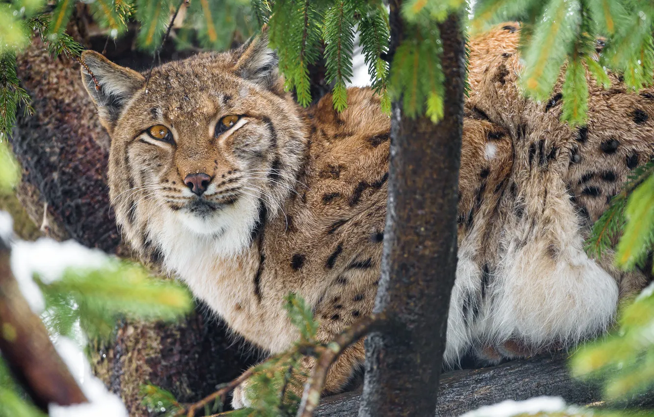 Photo wallpaper cat, look, tree, branch, lynx, ©Tambako The Jaguar