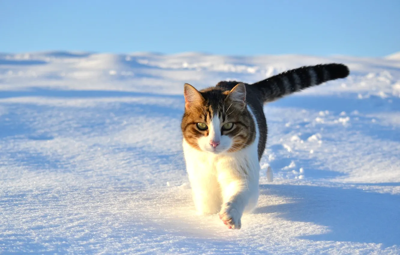Photo wallpaper winter, snow, Cat, kitty cat